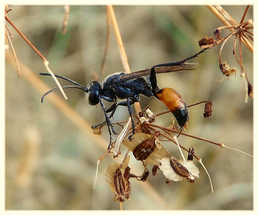 Sphex cf. funerarius (Sphecidae).